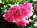 Shadow Dancer rose photo