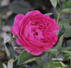 Henry Irving rose photo