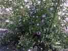 Gilda rose photo