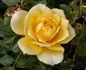 Sequoia Gold ™ rose photo