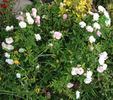 Echo rose photo