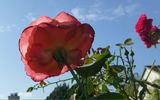 Sundowner rose photo