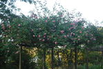Climbing Maman Cochet rose photo