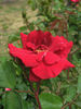 Billy Boiler rose photo
