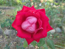 Christine's Dream rose photo