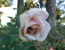 Rebecca Susan rose photo