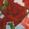 Oreste Sgaravatti rose photo