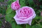 Quatre Saisons d'Italie rose photo