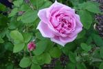 Quatre Saisons d'Italie rose photo