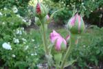 Quatre Saisons d'Italie rose photo