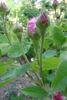 Quatre Saisons d'Italie rose photo