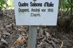Quatre Saisons d'Italie rose photo