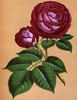 Cheshunt Hybrid rose photo