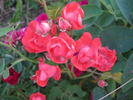 Princess van Orange rose photo