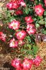 Electric Poetry rose photo