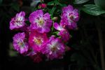 Joyeuse Farandole rose photo