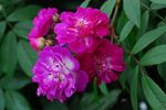 Joyeuse Farandole rose photo