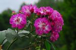 Joyeuse Farandole rose photo