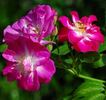 Joyeuse Farandole rose photo