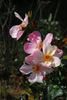 Jardins d'Aywiers rose photo