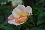Jardins d'Aywiers rose photo