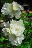 Jolie Dentelle rose photo