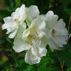 Jolie Dentelle rose photo