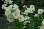 Jolie Dentelle rose photo