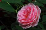 Sea Of Pink rose photo