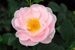 Silken Touch rose photo