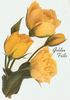 Golden Frills rose photo