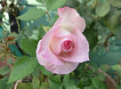 Kisme rose photo