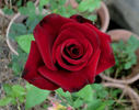Red Paris rose photo