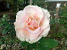 Espérance ™ rose photo