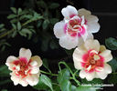Eyeconic rose photo