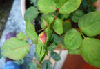 Freiburger Bächle rose photo