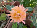 Ruffles Dream rose photo