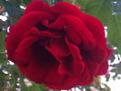 Salsa™ rose photo