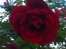 Salsa™ rose photo