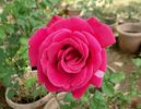 Magnifica rose photo