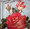 Neue Revue ® rose photo