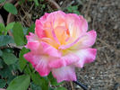 Almondeen rose photo