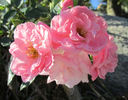 Fresh Pink rose photo