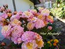 Her Majesty ™ rose photo