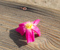 Carlin's Rhythm rose photo