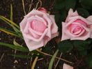 Duchess of Connaught rose photo