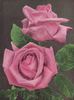 Velsheda rose photo