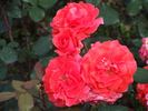 Ville de Zurich rose photo