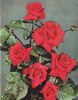Ville de Zurich rose photo