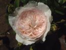 Addictive Lure rose photo